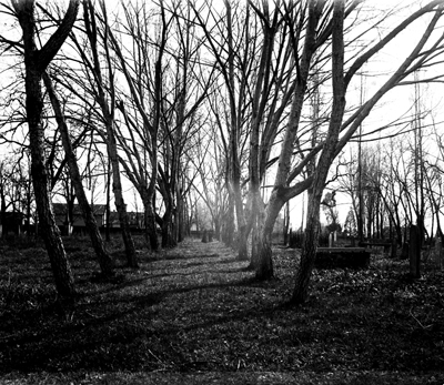 black and white image of rows of bare trees