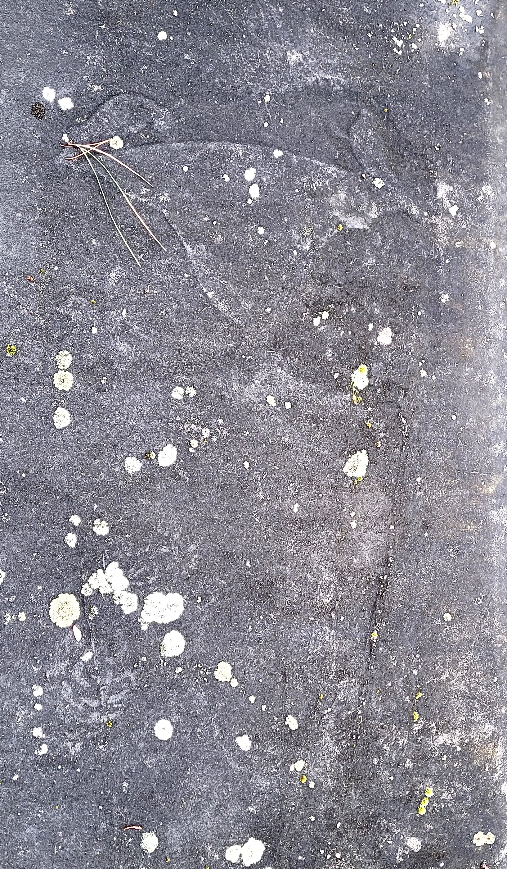 Weathered stone surface with pale patches of lichen and a faint shoeprint. A few thin pine needles rest near the top. The overall texture appears rough and aged.